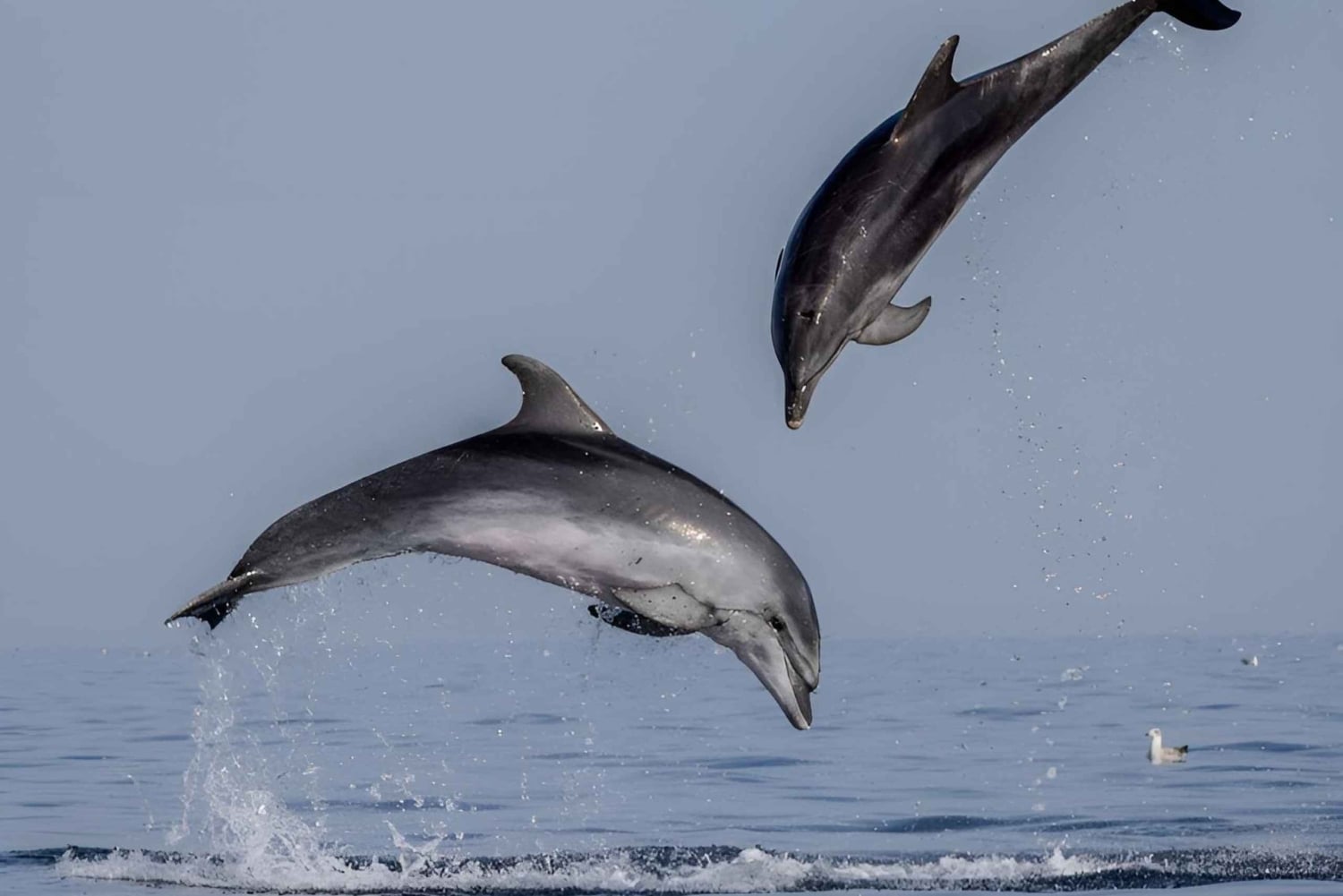 Rovinj: Speedbåttur med delfinkikking i solnedgangen og drikke
