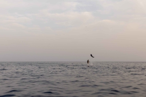 Rovinj: Dolphin Watching Sunset Speedboat Tour med drinkar