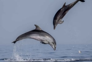 Rovinj: Speedbåttur med delfinkikking i solnedgangen og drikke