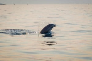 Rovinj: Speedbåttur med delfinkikking i solnedgangen og drikke