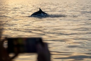 Rovinj: Speedbåttur med delfinkikking i solnedgangen og drikke