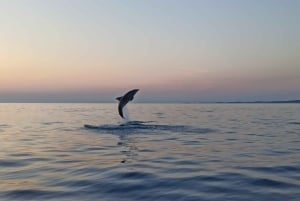 Rovinj: Speedbåttur med delfinkikking i solnedgangen og drikke