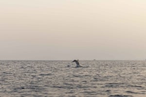 Rovinj: Speedbåttur med delfinkikking i solnedgangen og drikke