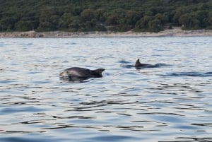 Rovinj: Speedbåttur med delfinkikking i solnedgangen og drikke