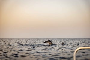 Rovinj: Speedbåttur med delfinkikking i solnedgangen og drikke
