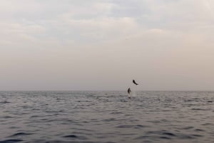 Rovinj: Speedbåttur med delfinkikking i solnedgangen og drikke