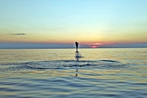Rovinj: Dolphin Watching Sunset Speedboat Trip with Drinks
