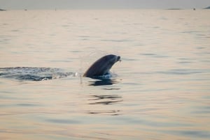 Rovinj: Dolphin Watching Sunset Speedboat Trip with Drinks