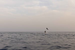 Rovinj: Dolphin Watching Sunset Speedboat Tour med drinkar