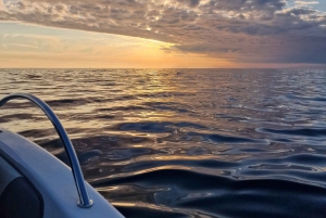Rovinj-Inseln: 3-stündige Tour mit Schwimmen und Schnorcheln
