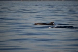 Rovinj: tours privados con catamarán