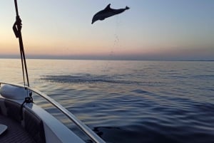 Rovinj: Sunrise Dolphin-Watching Speedboat Tour