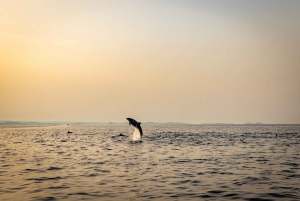 Rovinj: Excursión en lancha rápida para avistar delfines al amanecer