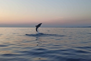 Rovinj: Passeio de lancha para observação de golfinhos ao nascer do sol