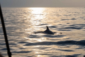 Rovinj: Auringonnousun delfiinien katselu pikaveneellä