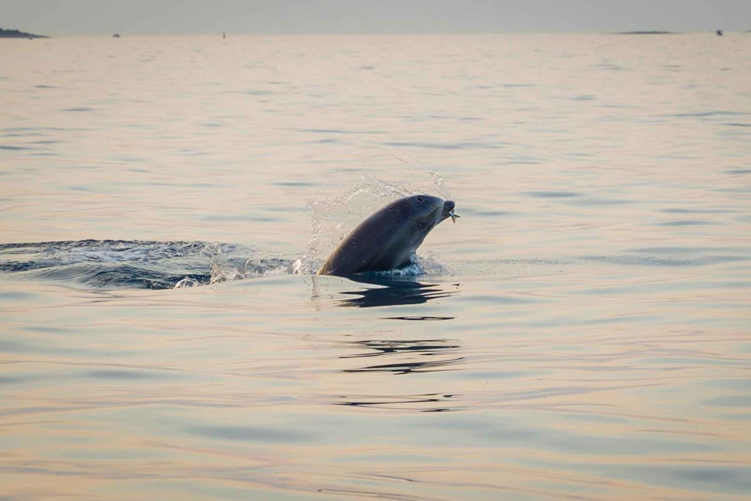 Rovinj: Sunrise Dolphins & Fishermen at Work Speedboat Tour