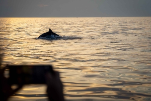 Rovinj: Delfiner i soluppgången och fiskare i arbete Speedboat Tour