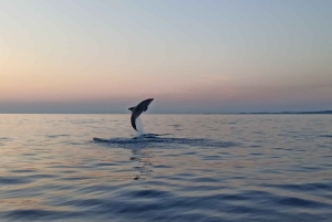 Rovinj: Delfiner i soluppgången och fiskare i arbete Speedboat Tour