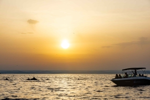 Rovinj: Delfiner i soluppgången och fiskare i arbete Speedboat Tour