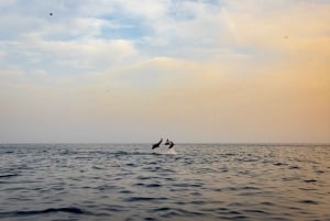 Rovinj: Sunrise Dolphins & Fishermen at Work Speedboat Tour