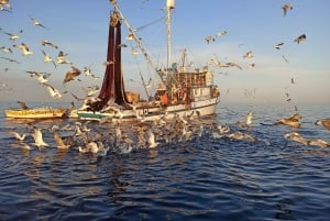 Rovinj: Sunrise Dolphins & Fishermen at Work Speedboat Tour