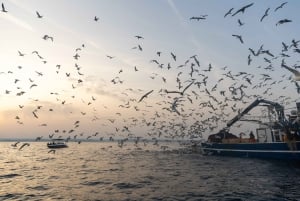 Rovinj: Sunrise Dolphins & Fishermen at Work Speedboat Tour