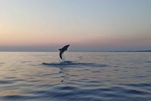 Rovinj: Sunrise Dolphins & Fishermen at Work Speedboat Tour