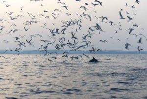Rovinj: Sunrise Dolphins & Fishermen at Work Speedboat Tour