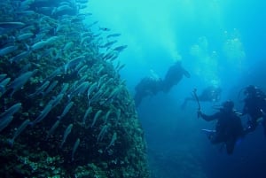 Dykning i Dubrovnik: 1 dyk för certifierade dykare