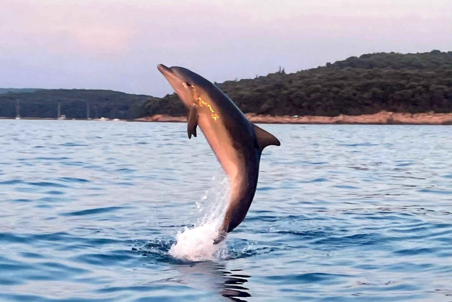 Rovinj: wspólna wycieczka z delfinami i zachodem słońca z napojami