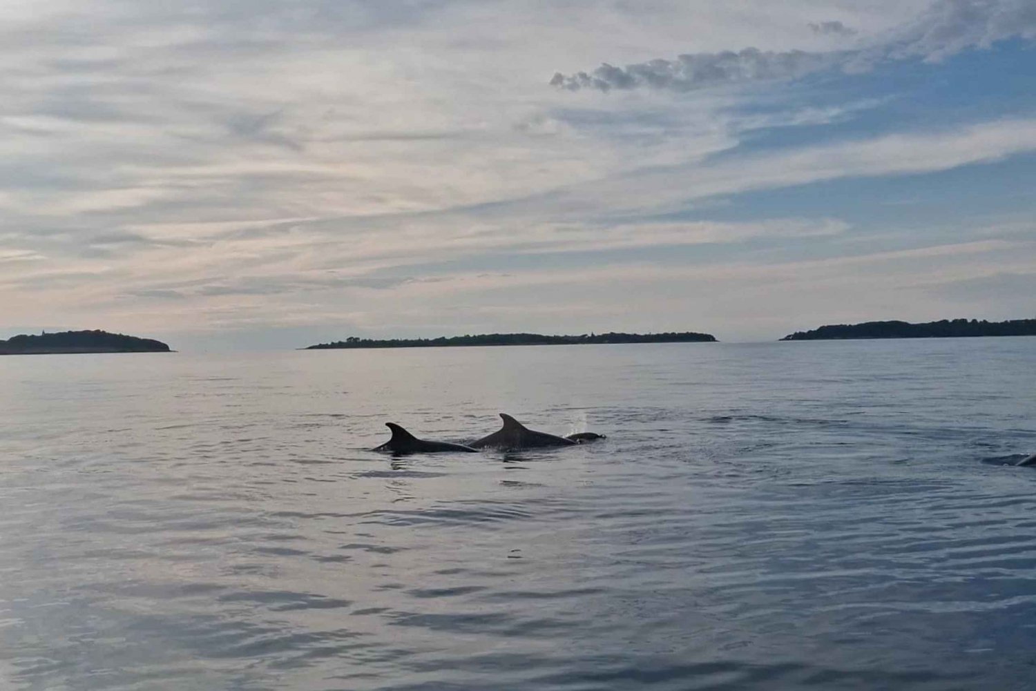 Rovinj: Shared Dolphin and Sunset Tour with Drinks