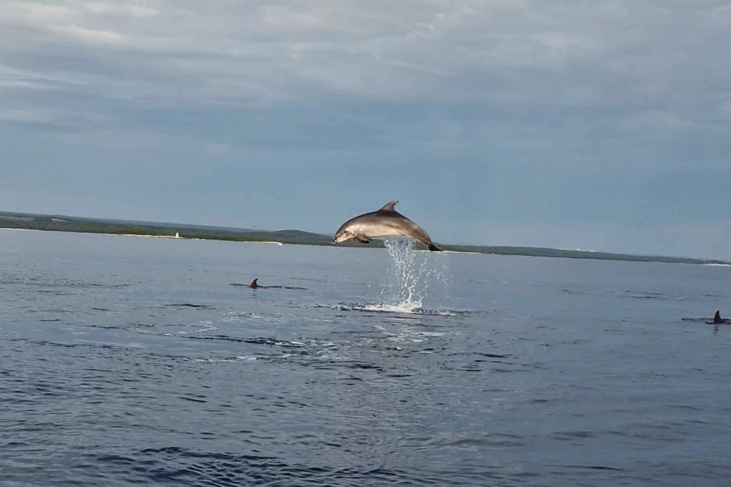 Rovinj: Shared Dolphin and Sunset Tour with Drinks