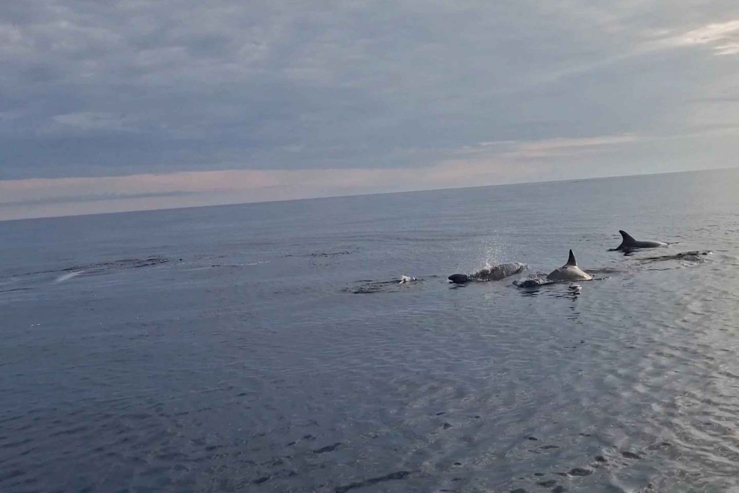 Rovinj: Shared Dolphin and Sunset Tour with Drinks