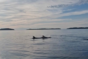 Rovinj: Shared Dolphin and Sunset Tour with Drinks