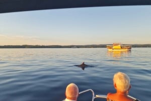 Rovinj: Shared Dolphin and Sunset Tour with Drinks