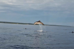 Rovinj: Shared Dolphin and Sunset Tour with Drinks