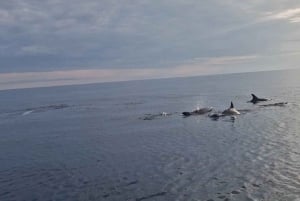 Rovinj: Shared Dolphin and Sunset Tour with Drinks