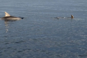 Rovinj: Shared Dolphin and Sunset Tour with Drinks