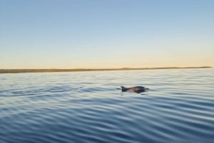 Rovinj: Shared Dolphin and Sunset Tour with Drinks