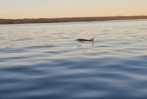 Rovinj: Shared Dolphin and Sunset Tour with Drinks