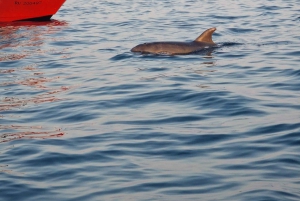 Rovinj: Shared Dolphin and Sunset Tour with Drinks