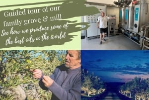 Sebenico: la Croazia in un giorno, panorami, storia, olio d'oliva, vino