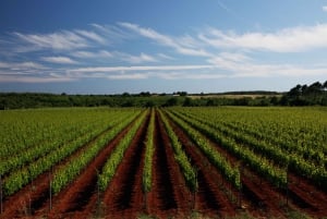 Šišan: Organic Winery Tour and Tasting Experience