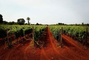 Šišan: Organic Winery Tour and Tasting Experience