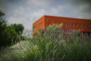 Šišan: Organic Winery Tour and Tasting Experience