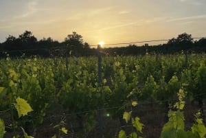 Šišan: Organic Winery Tour and Tasting Experience
