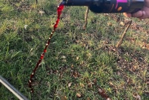 Šišan: Organic Winery Tour and Tasting Experience