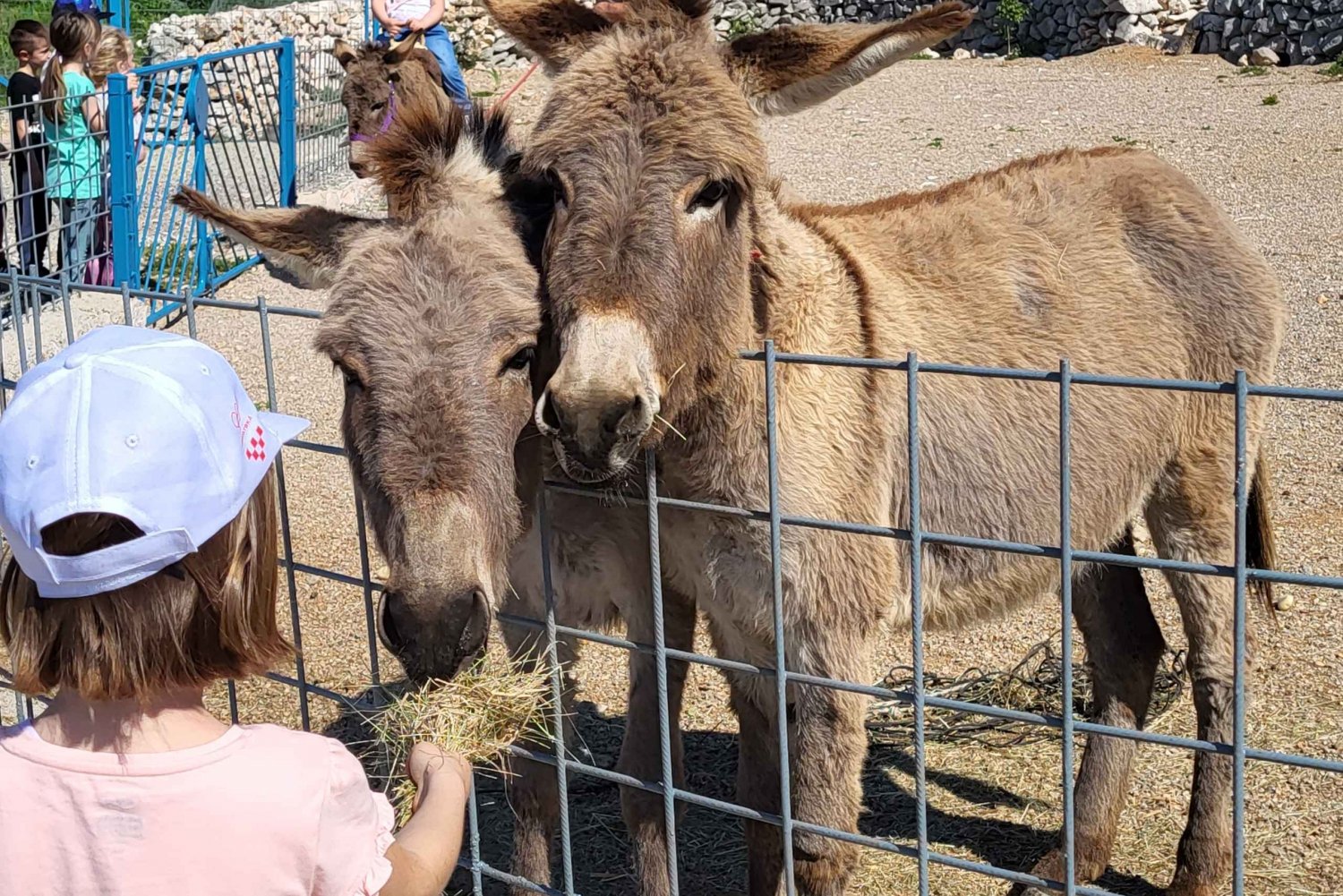 Šmrika (near Rijeka/Krk/Crikvenica) Donkey Farm Entry Ticket