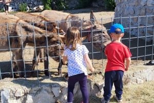 Šmrika (nära Rijeka/Krk/Crikvenica) Åsnefarm Familjekul