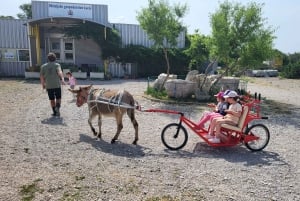 Šmrika (nära Rijeka/Krk/Crikvenica) Åsnefarm Familjekul
